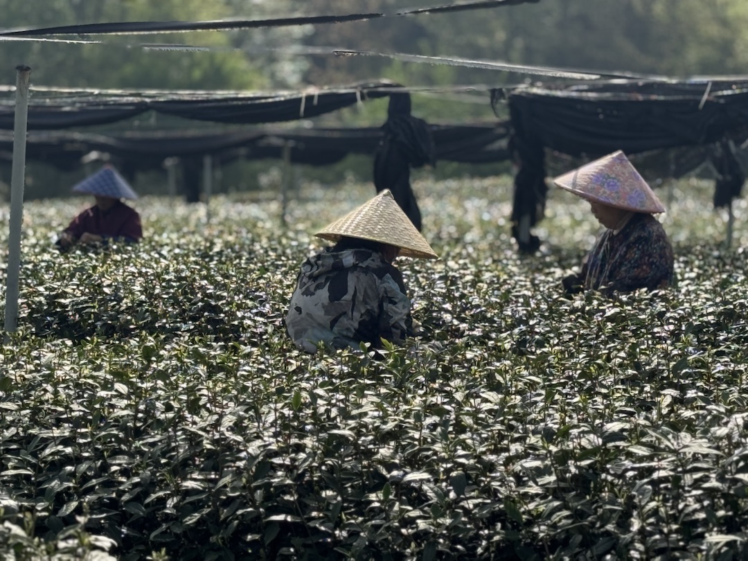 Eindrücke Teeanbau Felder mit Grüntee China Ernte
