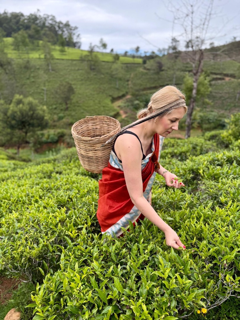 Eindrücke Teeanbau Tee-Ernte Schwarztee Sri Lanka