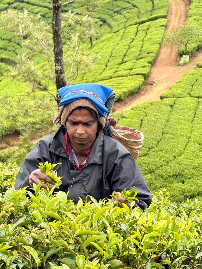 Eindrücke Teeanbau Tee-Ernte Schwarztee Sri Lanka
