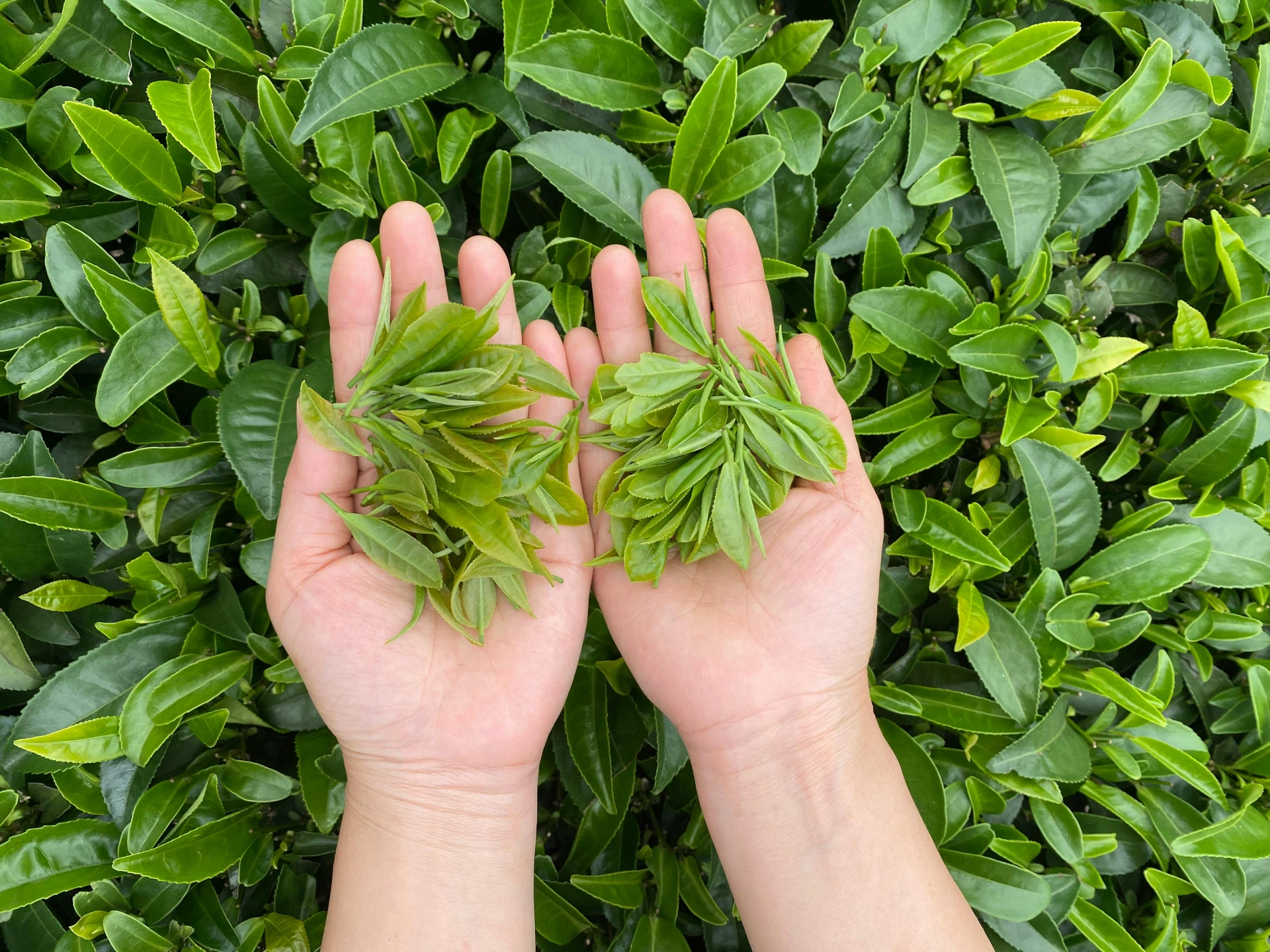 Hände halten frische Teeblätter nach der Ernte