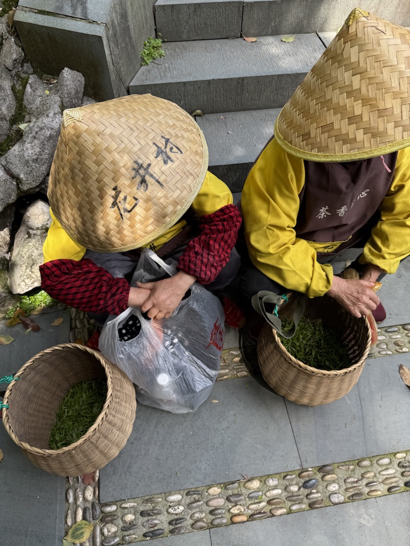 Eindrücke Teeanbau mit Grüntee China Ernte Sortierung
