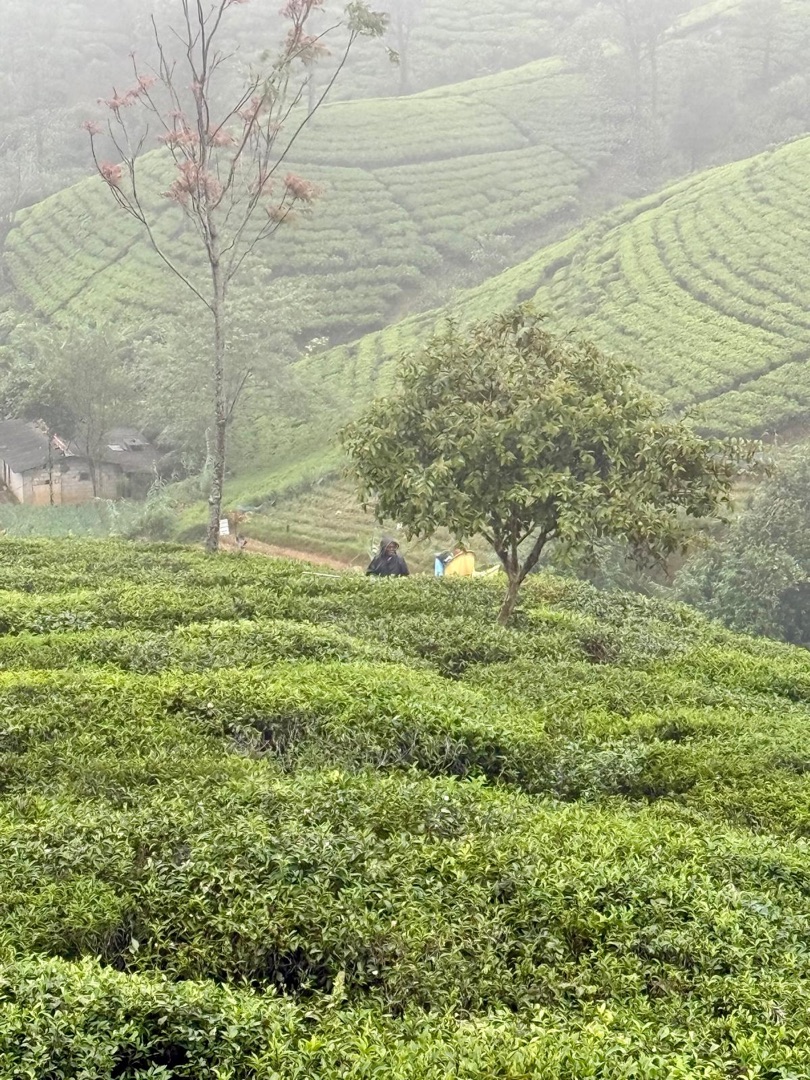 Eindrücke Teeanbau Tee-Ernte Schwarztee Sri Lanka