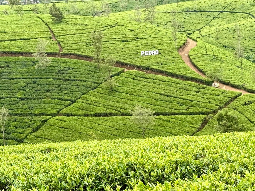 Eindrücke Teeanbau Tee-Ernte Schwarztee Sri Lanka