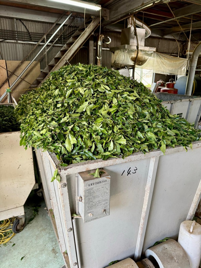 Eindrücke Teeanbau Tee-Ernte Matcha Japan