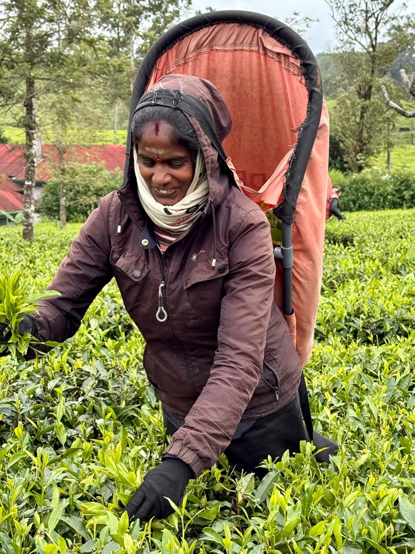 Eindrücke Teeanbau Tee-Ernte Schwarztee Sri Lanka