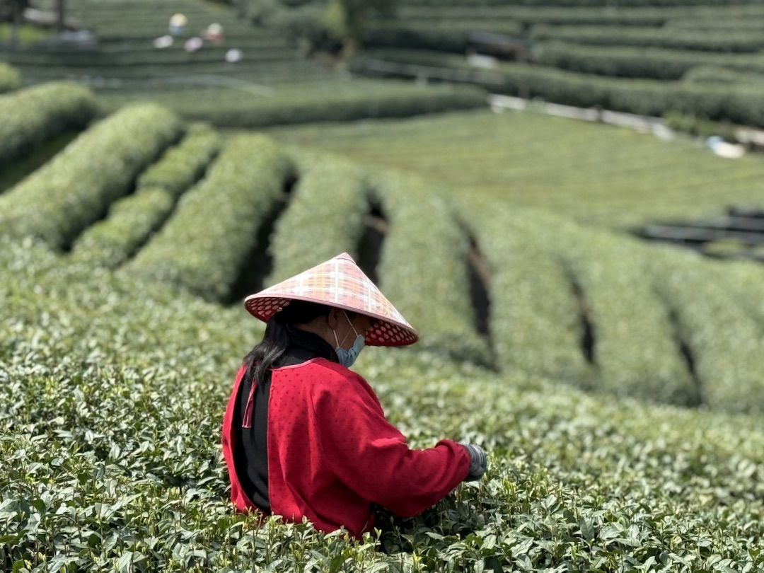 Eindrücke Teeanbau Felder mit Grüntee China Ernte