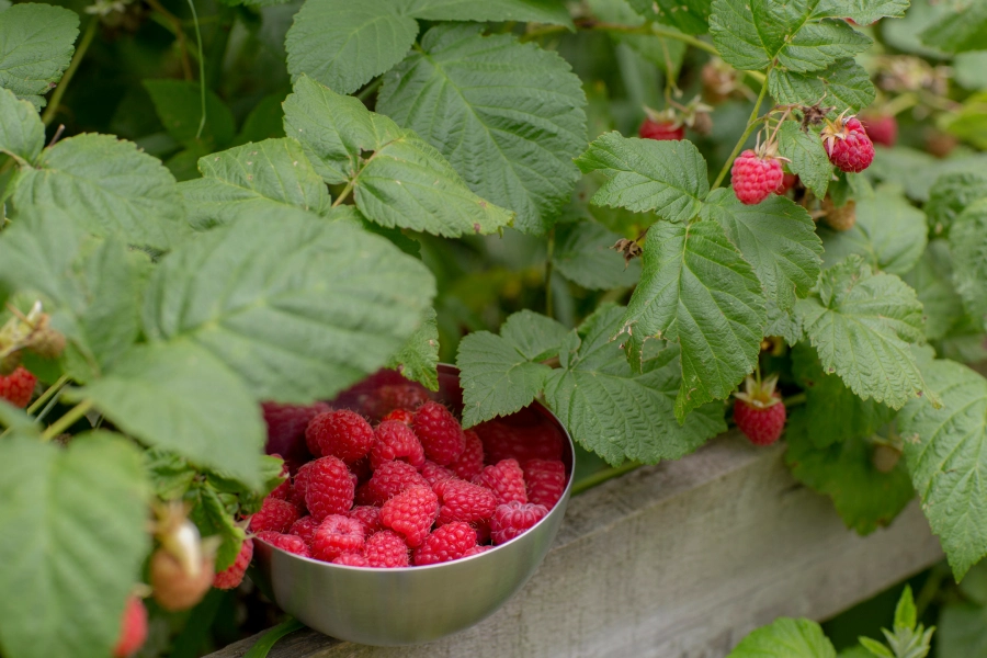 gepflückte Himbeeren in einer Schale zwischen Himbeerpflanzen