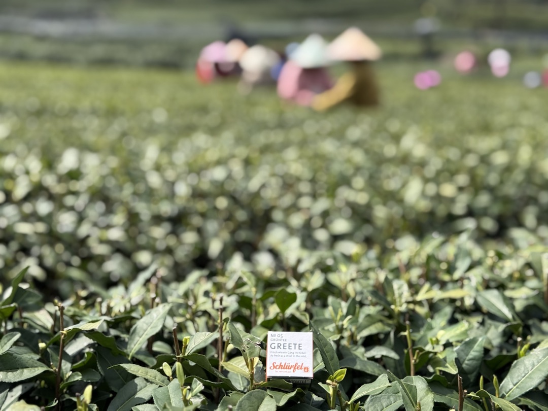 Eindrücke Teeanbau Felder mit Grüntee China Ernte Schlürf Greete