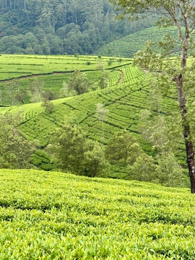 Eindrücke Teeanbau Tee-Ernte Schwarztee Sri Lanka