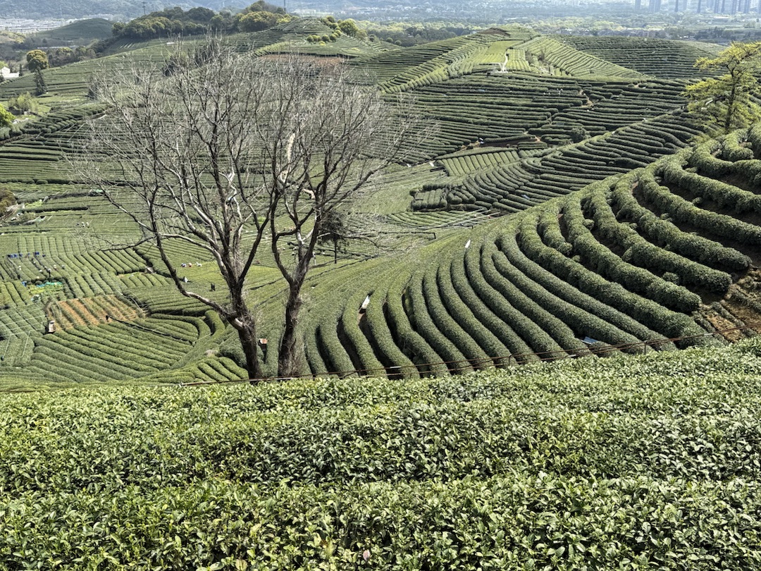 Eindrücke Teeanbau Felder mit Grüntee China Ernte
