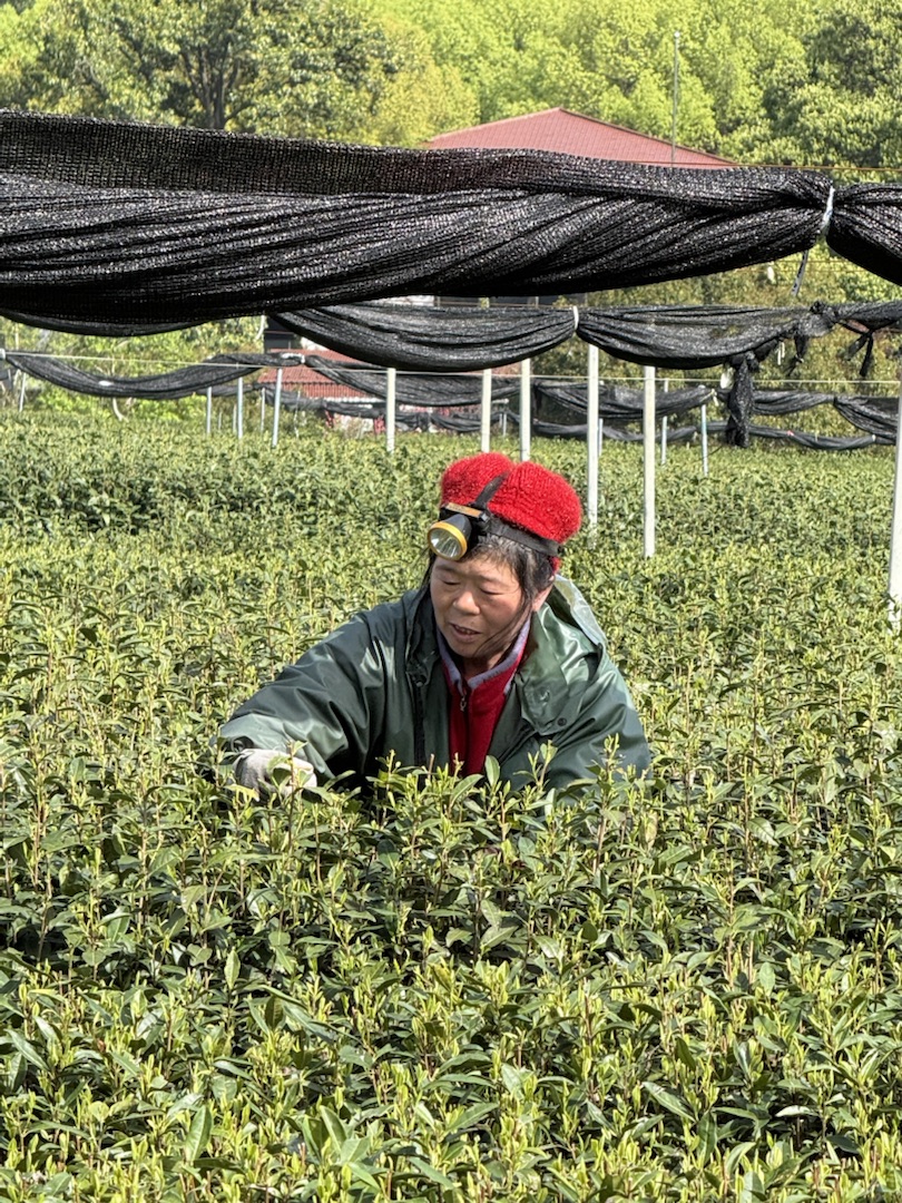 Eindrücke Teeanbau Felder mit Grüntee China Ernte