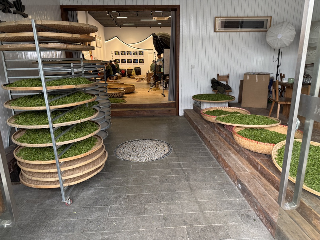 Eindrücke Teeanbau mit Grüntee China Ernte Sortierung Trocknung