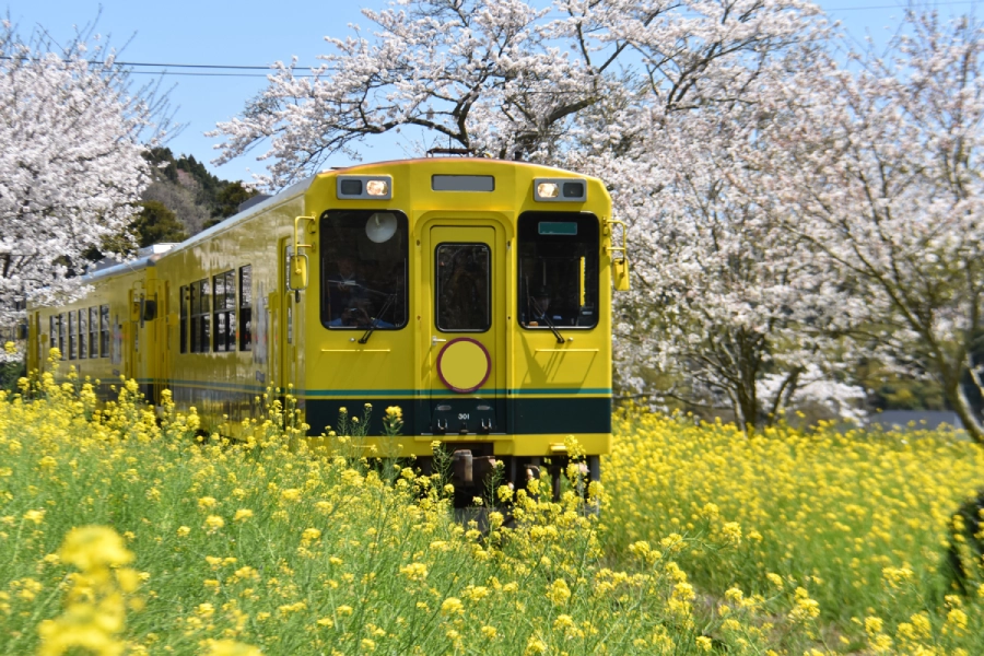 Gelber Zug fährt durch Blumenwiese
