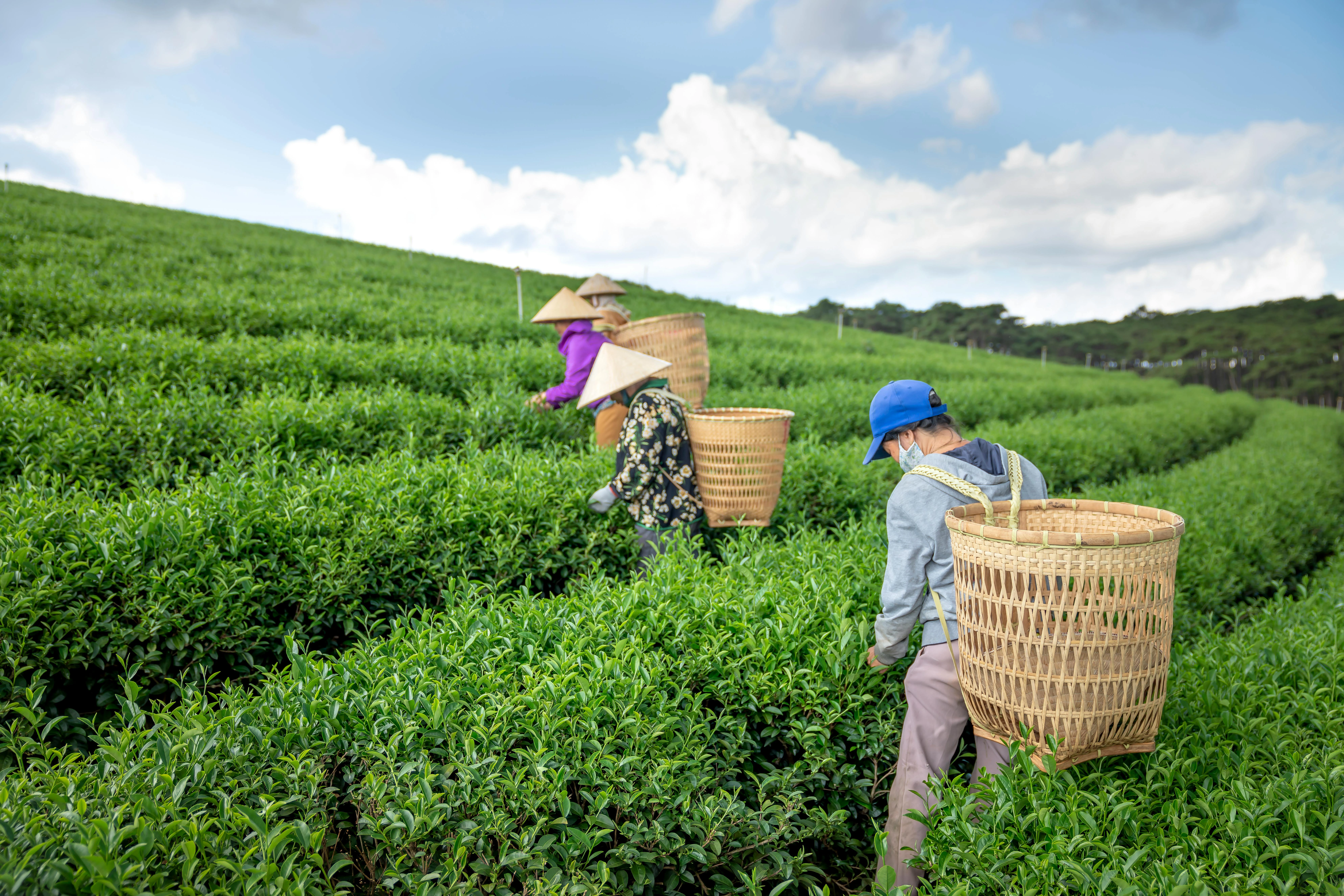 Teepflücker auf Teeplantage beim ernten