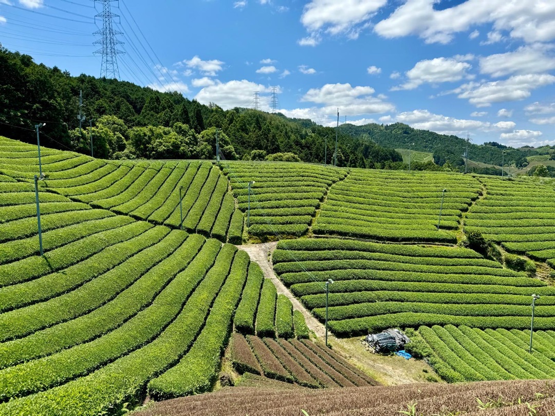 Eindrücke Teeanbau Tee-Ernte Matcha Japan