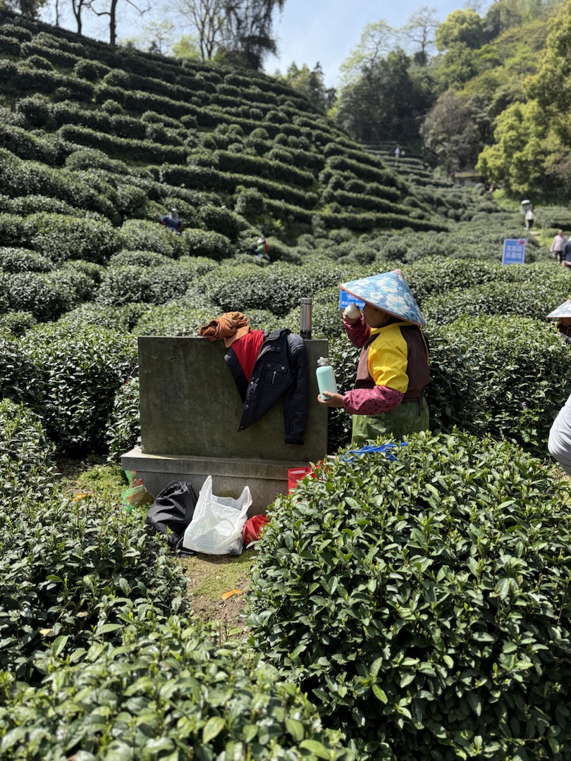 Eindrücke Teeanbau Felder mit Grüntee China Ernte
