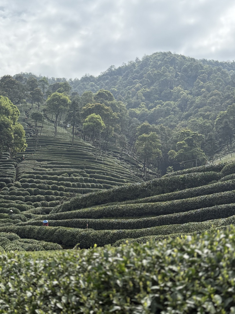 Eindrücke Teeanbau Felder mit Grüntee China Ernte