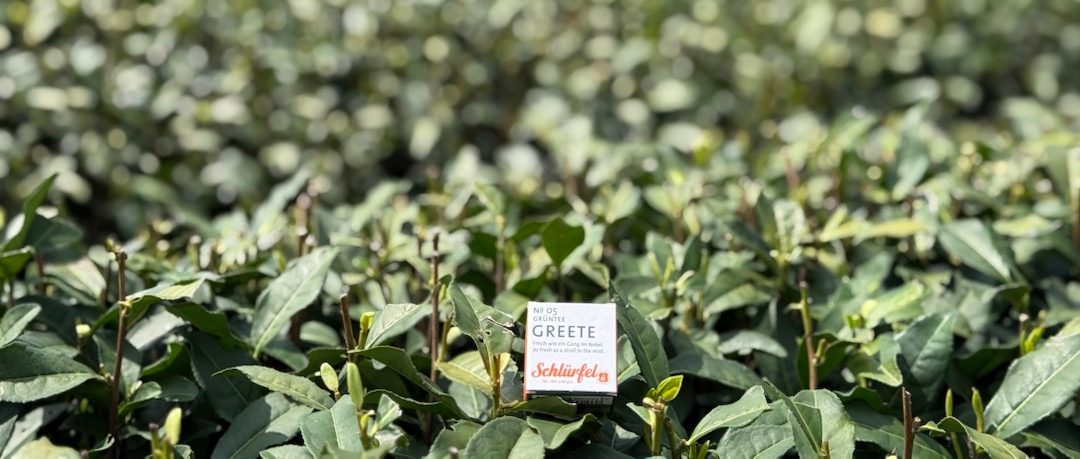 Schlürfel Teebeutel von Schlürf auf frischen Teepflanzen auf der Teeplantage