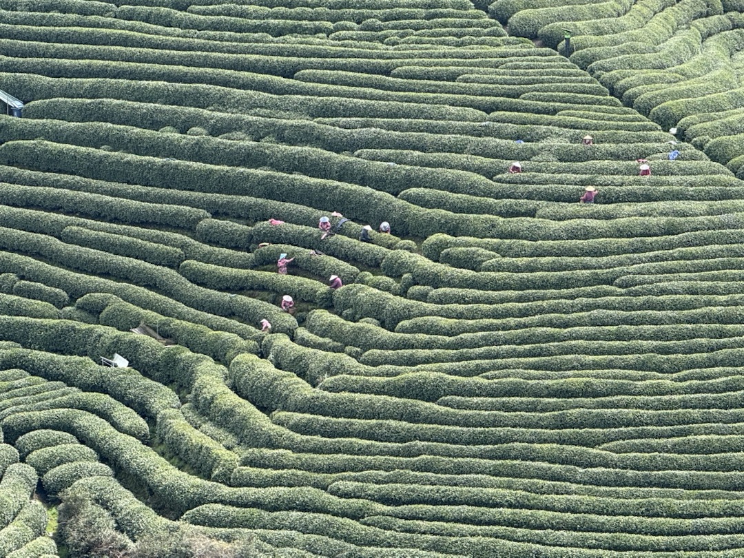 Eindrücke Teeanbau Felder mit Grüntee China Ernte
