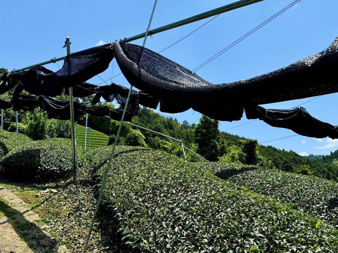 Eindrücke Teeanbau Tee-Ernte Matcha Japan