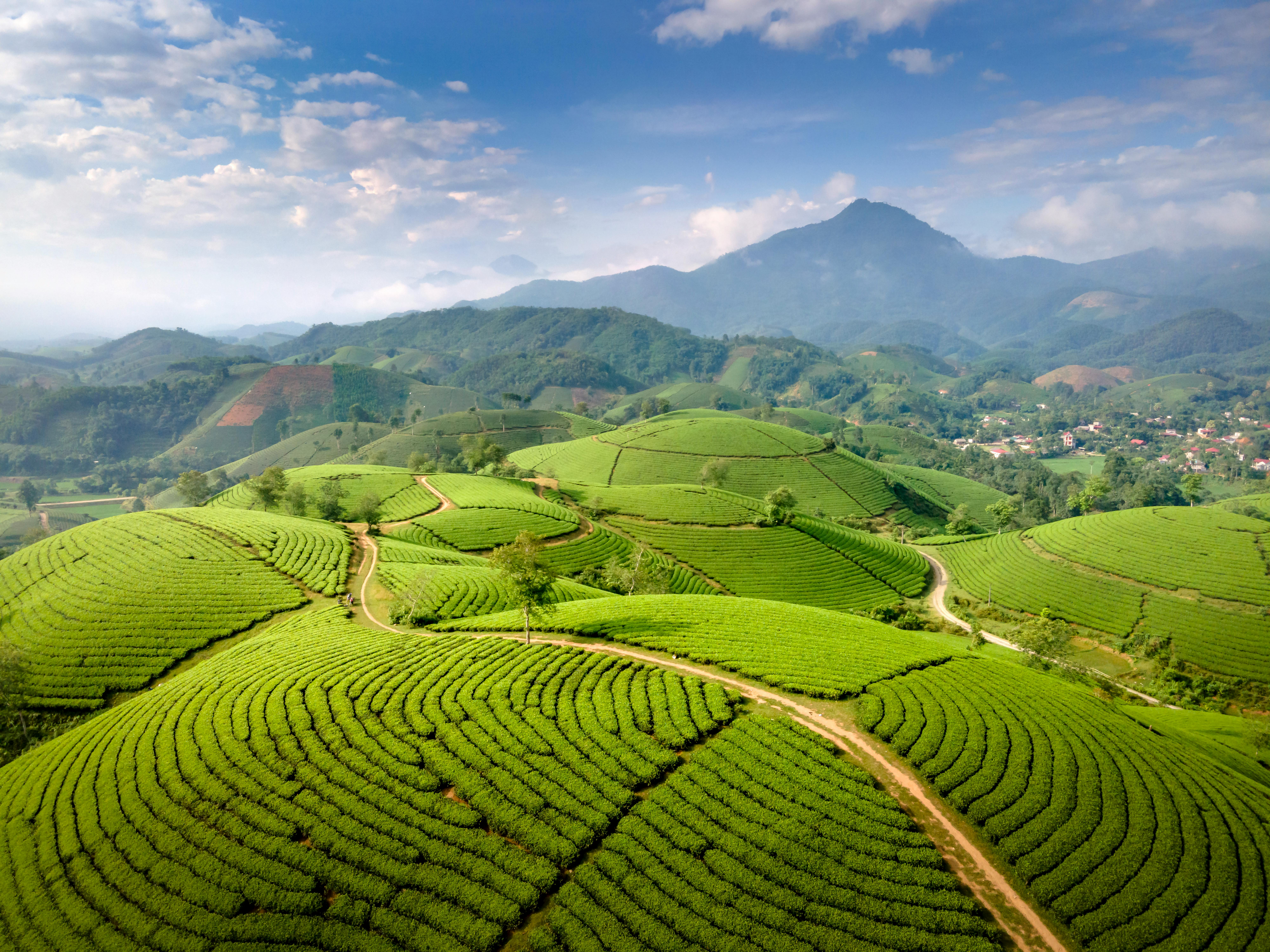 Landschaft Teeplantage