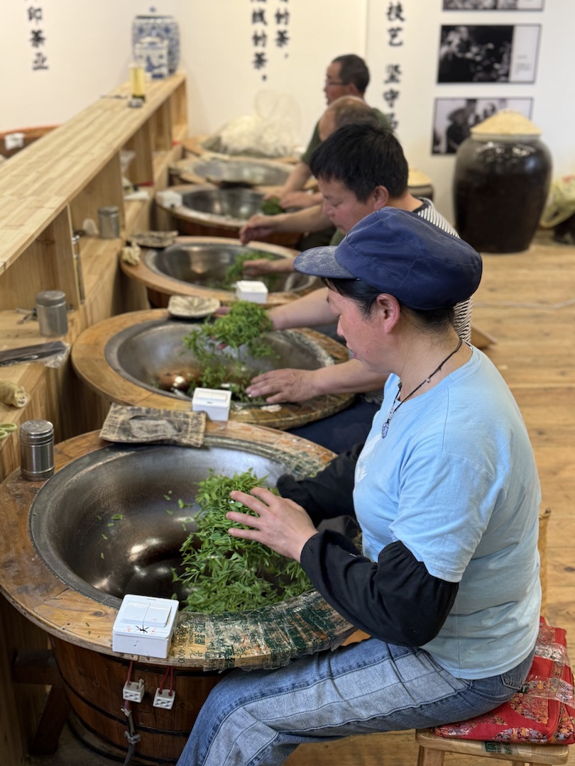 Eindrücke Teeanbau mit Grüntee China Ernte Sortierung