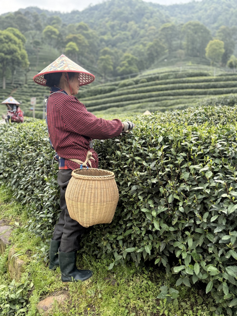 Eindrücke Teeanbau Felder mit Grüntee China Ernte