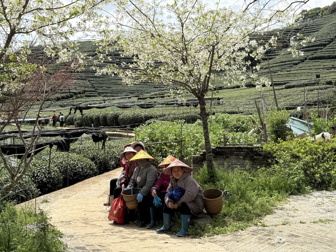 Eindrücke Teeanbau Felder mit Grüntee China Ernte