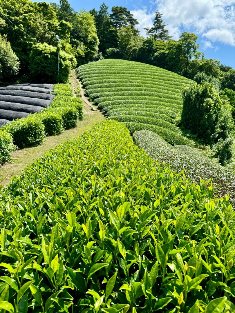 Eindrücke Teeanbau Tee-Ernte Matcha Japan