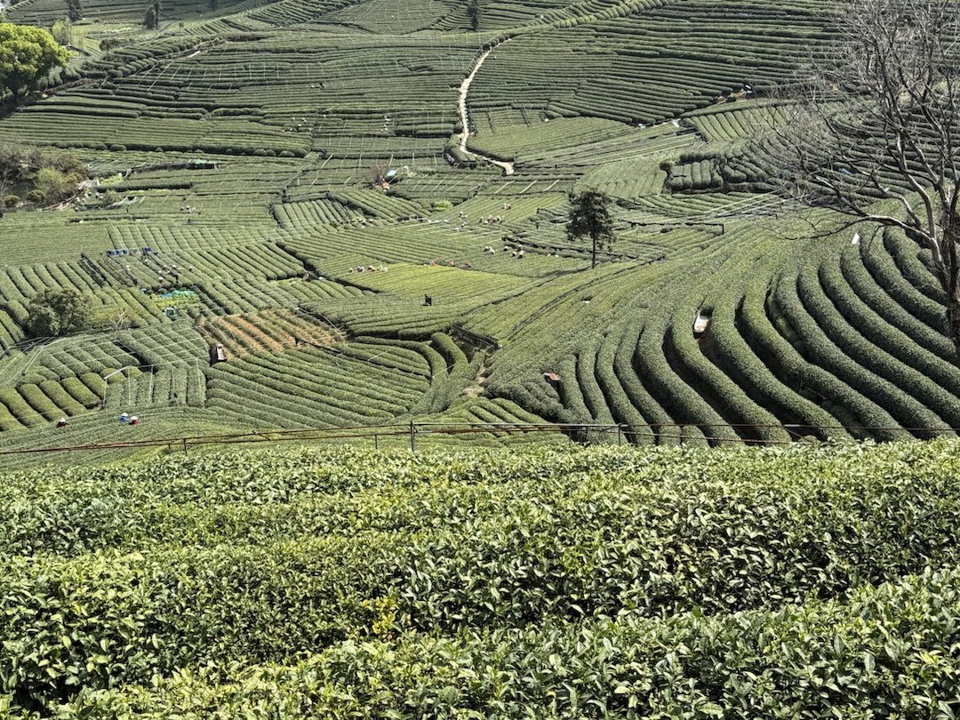 Eindrücke Teeanbau Felder mit Grüntee China Ernte