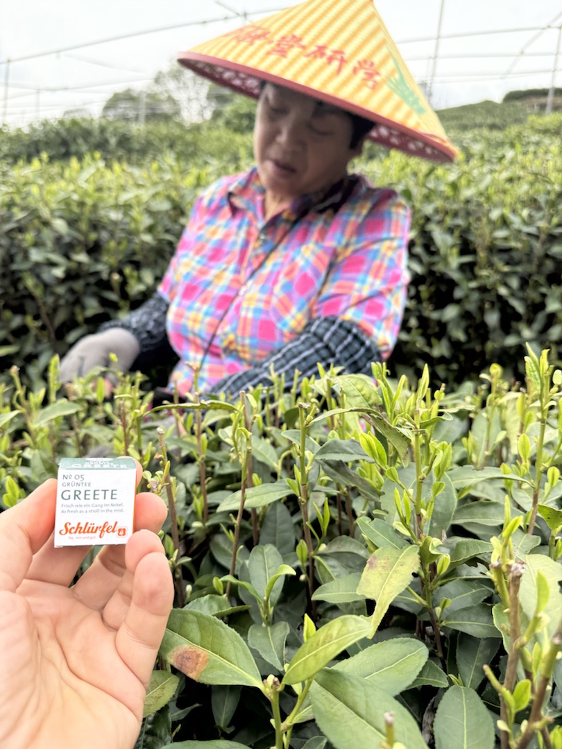 Eindrücke Teeanbau Felder mit Grüntee China Ernte Schlürf Greete