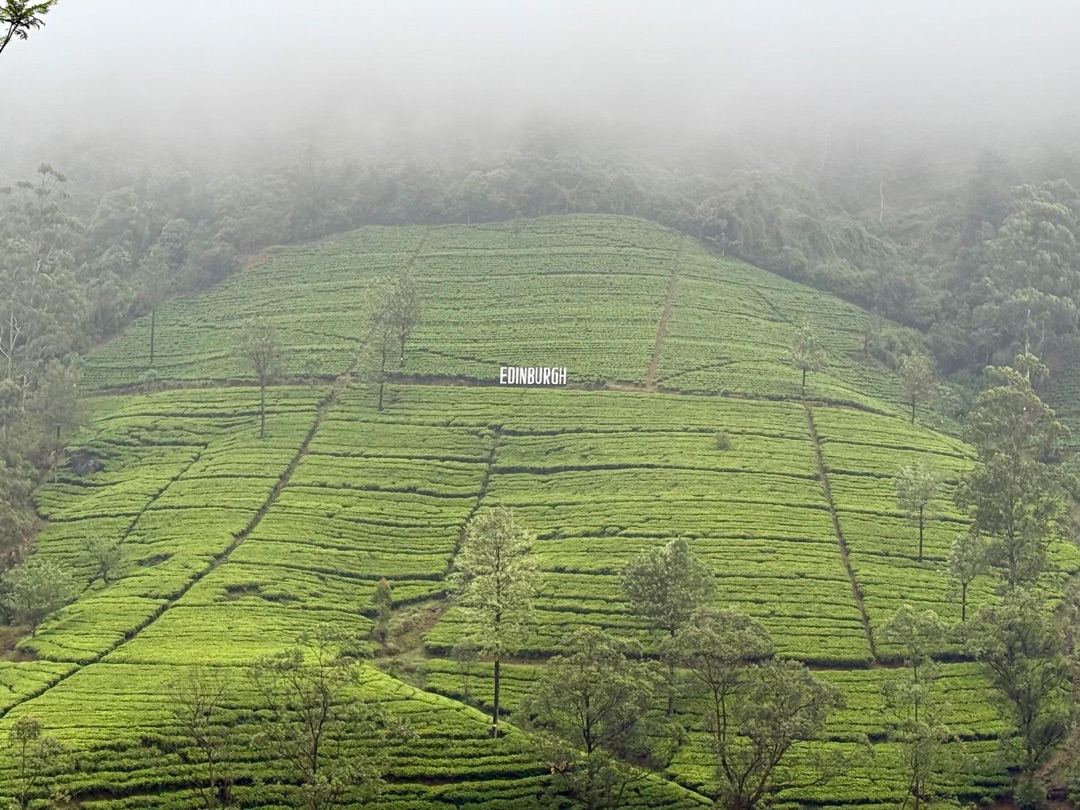 Eindrücke Teeanbau Tee-Ernte Schwarztee Sri Lanka