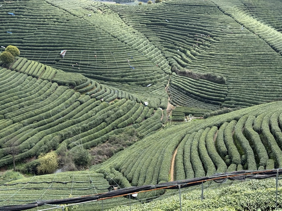 Eindrücke Teeanbau Felder mit Grüntee China Ernte