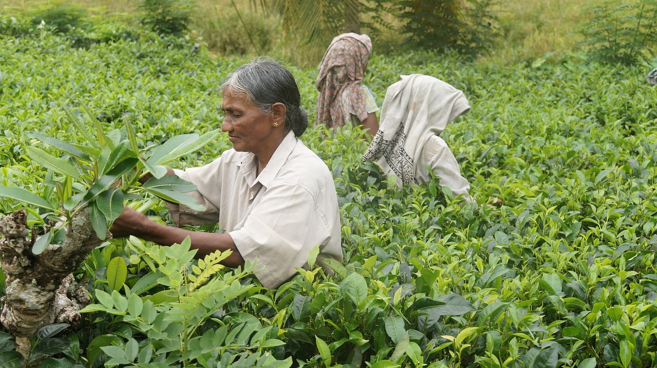 Teeplantage mit Plfückerin bei der Arbeit