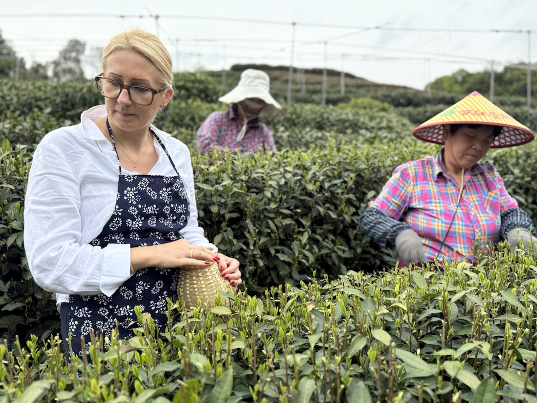 Eindrücke Teeanbau Felder mit Grüntee China Ernte