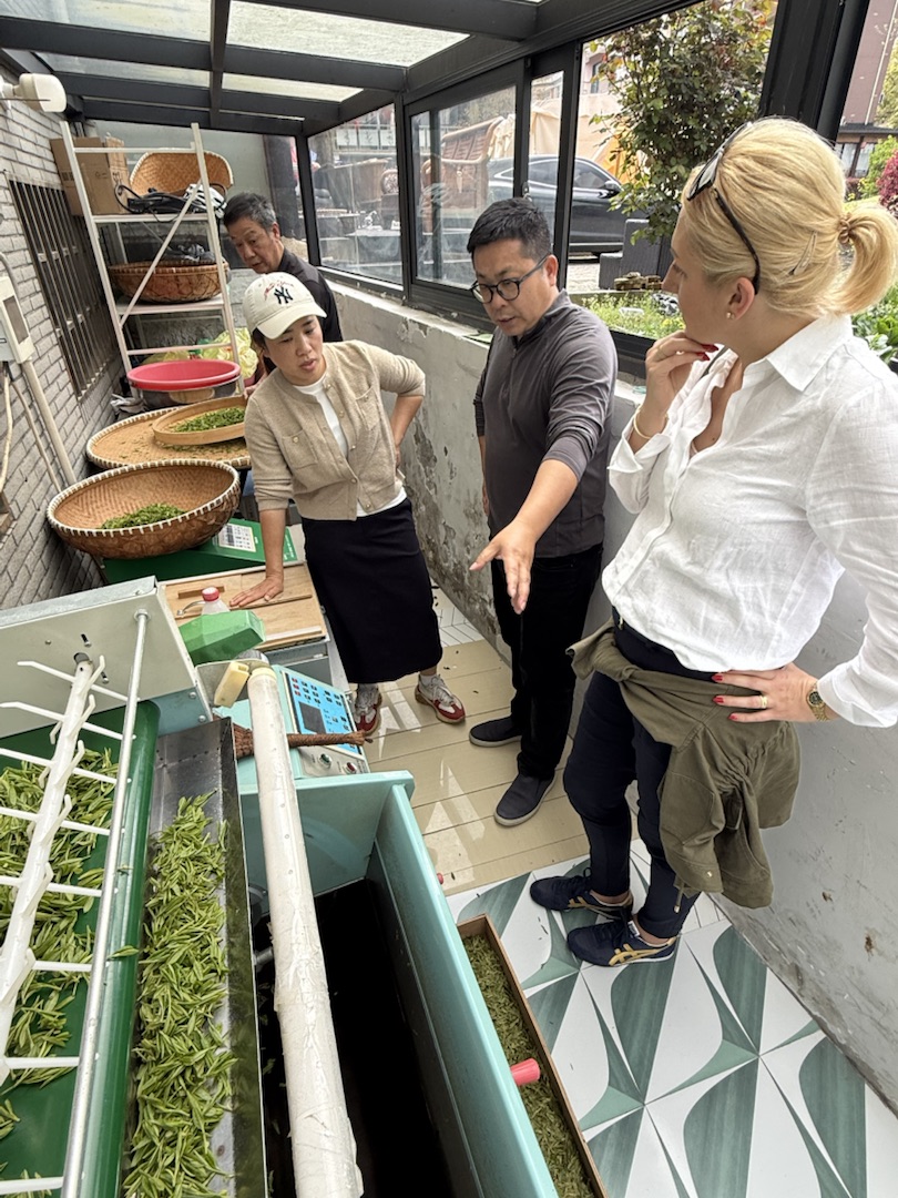 Eindrücke Teeanbau mit Grüntee China Ernte Sortierung