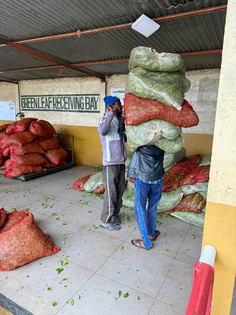 Eindrücke Teeanbau Tee-Ernte Schwarztee Sri Lanka